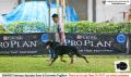 Pameran Anjing Dobermann, Boxer & Rottweiler 