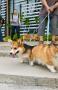 KIRA 3rd Birthday Party - Corgi Gathering @ The Breeze BSD City