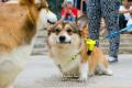 KIRA 3rd Birthday Party - Corgi Gathering @ The Breeze BSD City