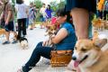 KIRA 3rd Birthday Party - Corgi Gathering @ The Breeze BSD City
