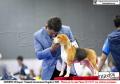 Impact Thailand International Dogshow 2015