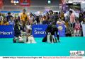 Impact Thailand International Dogshow 2015