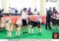 20150815-16 ; Semarang Dogshow 2015