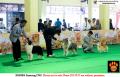 Semarang Dogshow 2015 Day 1