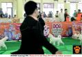 20150815-16 ; Semarang Dogshow 2015