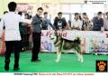 Semarang Dogshow 2015 Day 1
