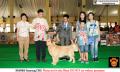 20150815-16 ; Semarang Dogshow 2015