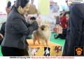 20150815-16 ; Semarang Dogshow 2015