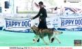 20150926-27 Pameran Anjing Perkin Jabar 4x CAC 