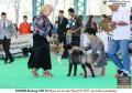 20150926-27 Pameran Anjing Perkin Jabar 4x CAC 