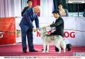 20151017-18 Perkin Jatim International Dog Show 2015