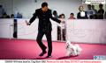 20151017-18 Perkin Jatim International Dog Show 2015