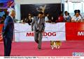 20151017-18 Perkin Jatim International Dog Show 2015