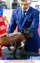 20151018 Perkin Jatim International Dog Show 2015