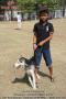 ALPO DOG RUN - Kota Semarang (2)