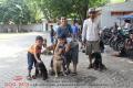 ALPO DOG RUN - Kota Semarang (2)