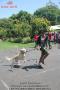 ALPO DOG RUN - Kota Semarang (3)