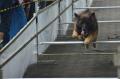 Lomba Ketangkasan Anjing Berhadiah Rp.42 Juta 