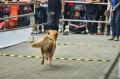 Lomba Ketangkasan Anjing Berhadiah Rp.42 Juta 