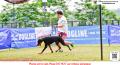20151206 Dobermann Of The Year & Speciality