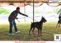 20151206 Dobermann Of The Year & Speciality