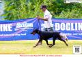 20151206 Dobermann Of The Year & Speciality