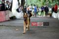 ALPO - Dog Run Spesial Tutup Tahun 2015