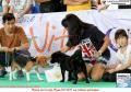 20151220 AMAZING Dog Race 7