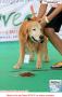 20151220 AMAZING Dog Race 7