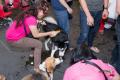 20160214 AMAZING Dog Race 9 with Love