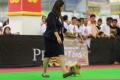 Makassar Dog Show 2016