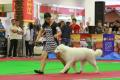 Makassar Dog Show 2016