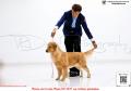 20160304-6 MKA Dogshow - Malaysia 