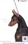 20160304-6 MKA Dogshow - Malaysia 