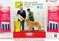 20160304-6 MKA Dogshow - Malaysia 