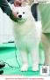 20160318-20 FCI APAC Dogshow 2016
