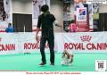 20160318 FCI APAC Dogshow 2016 Day 1