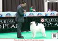 20160318-20 FCI APAC Dogshow 2016