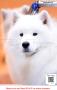 20160318-20 FCI APAC Dogshow 2016