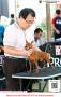 20160410 Indonesian Dobermann Club Jakarta and Miniature Pinscher Show