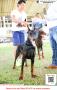 20160410 Indonesian Dobermann Club Jakarta and Miniature Pinscher Show