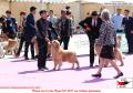 20160421-24 Maple leaf Ben Xi Dogshow