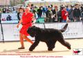 20160421-24 Maple leaf Ben Xi Dogshow