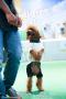 20160431 Pedigree Fair