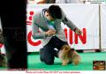 20160618 Amazing Dog Race 11 & Specialty Group 5 & 8