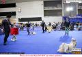20160630 IMPACT Dogshow 2016