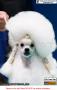 20160630 IMPACT Dogshow 2016