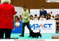 20160630 IMPACT Dogshow 2016