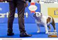 20160703 IMPACT Dogshow 2016 Day 4