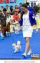 20160630 IMPACT Dogshow 2016